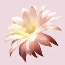 Boss Ma Vie Eau De Parfum, 50 ml