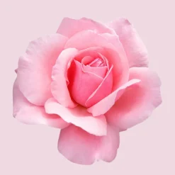 Boss Ma Vie Eau De Parfum, 50 ml