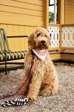 Dog Braided Hundesnor, Red/Blue
