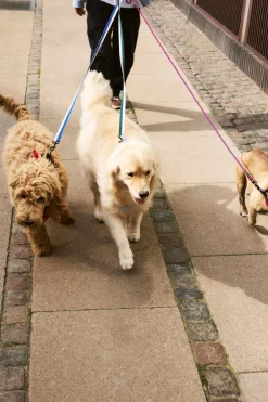 Dog Braided Hundesnor, Red/Blue
