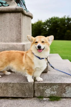 Dog Flat Hundehalsbånd, Blue/Off White