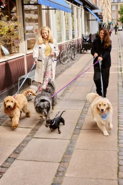 Dog Flat Hundehalsbånd, Blue/ Off White