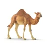 Dromedar