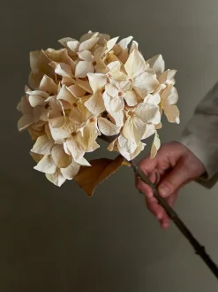 Hydrangea Kunstig Stilk, Beige