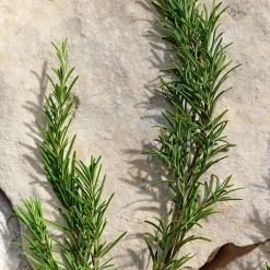 Light Blue Pour Homme Eau De Toilette, 100 ml