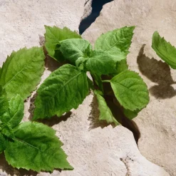 Light Blue Pour Homme Eau De Toilette, 100 ml