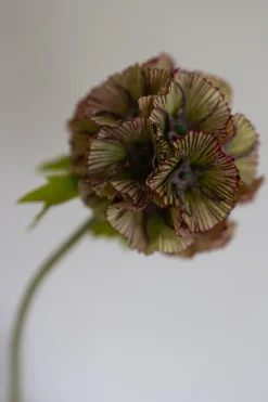 Scabiosa Kunstig Blomst, Dusty Red