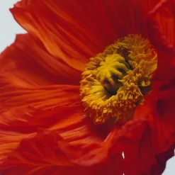 Scarlet Poppy Cologne Intense, 100 ml